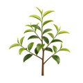 árbol de té