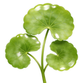 centella asiática